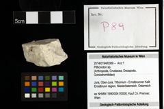 Foto (Objekt + Etiketten) von Pithonoton sp. 